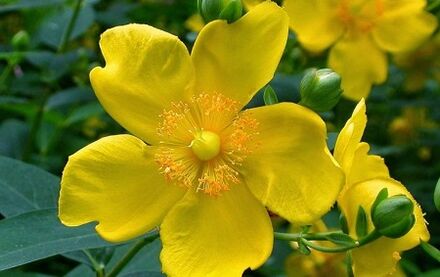 How to increase potency with folk remedies