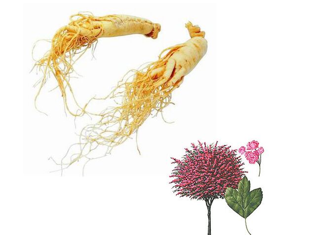 Ginseng and hawthorn to increase potency