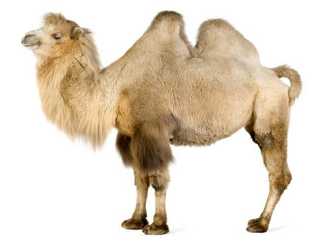 Camel and its stomach to increase potency